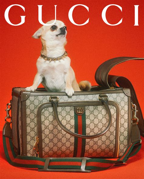 gucci denim pet|gucci dogs for sale.